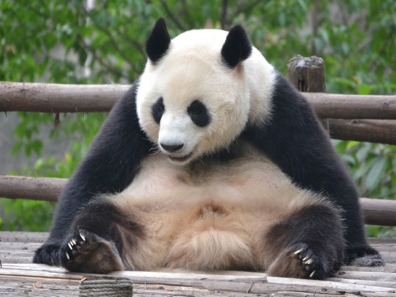 Толстая панда